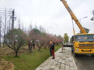  外環(huán)線道路景觀工程二、三標(biāo)段進(jìn)行補(bǔ)植復(fù)綠工作